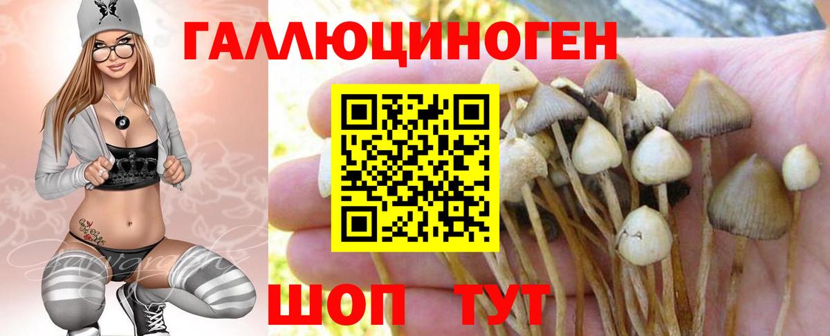Галлюциногенные грибы Psilocybine cubensis  Псилоцибиновые грибы GOLDEN TEACHER  Аша  Вход с VPN 